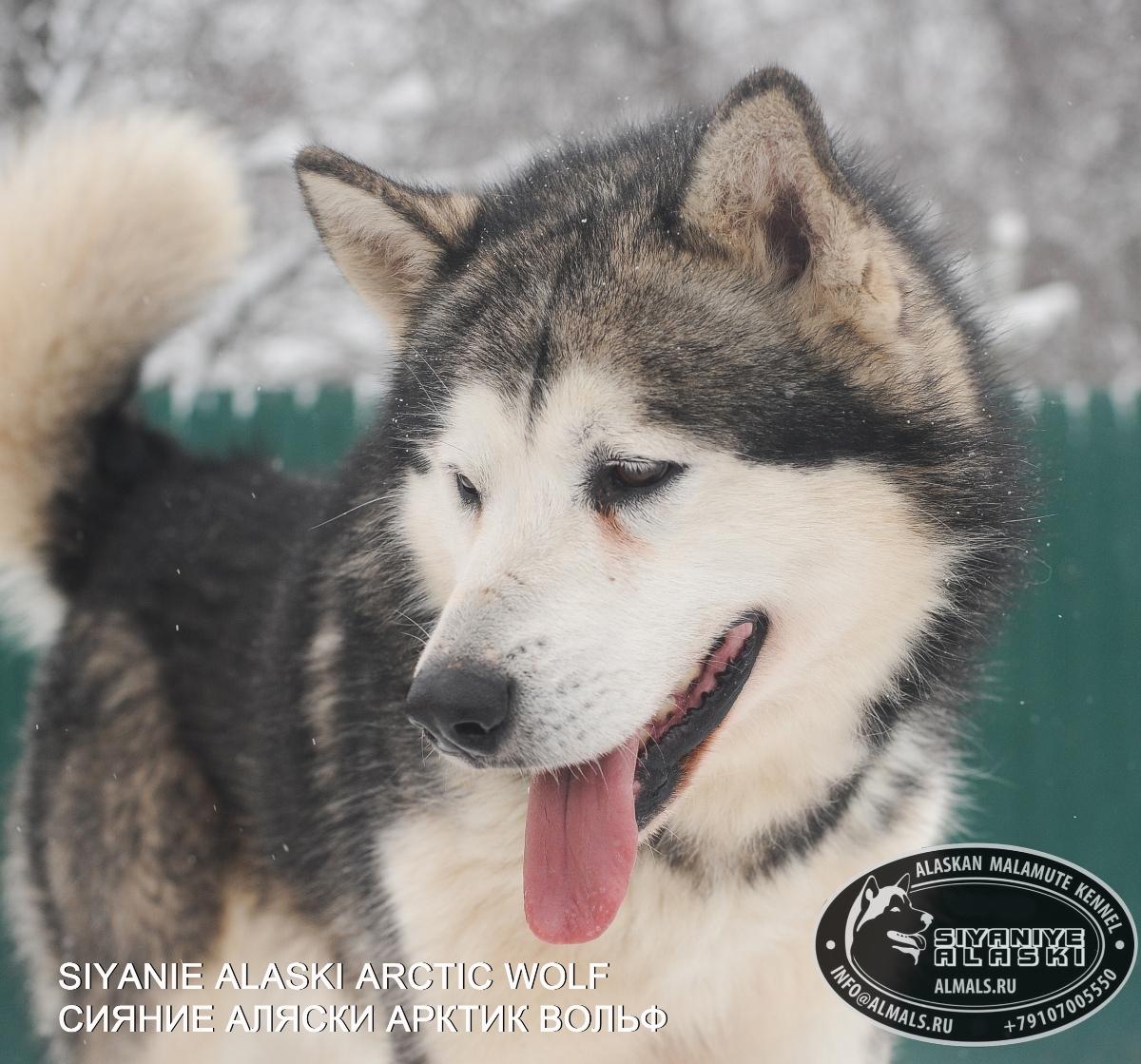 SIYANIYE ALASKI ARCTIC WOLF / Сияние Аляски Арктик Вольф,
