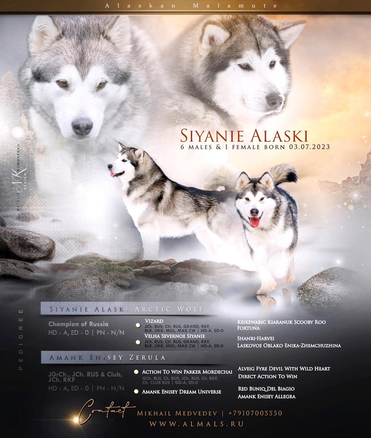 SIYANIYE ALASKI ARCTIC WOLF/AMANK ENISEY ZERULA