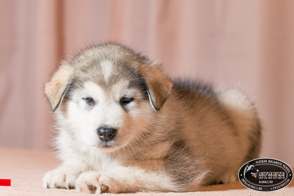 SIYANIYE ALASKI ARCTIC WOLF/AMANK ENISEY ZERULA