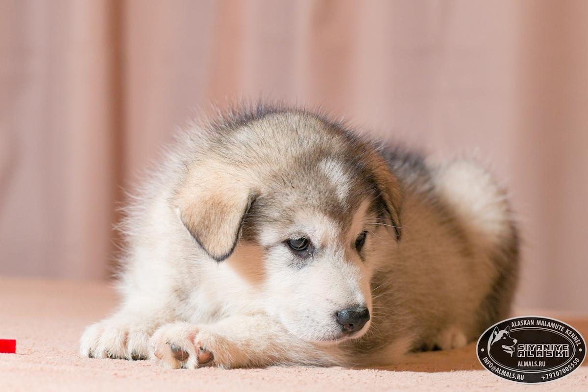 SIYANIYE ALASKI ARCTIC WOLF/AMANK ENISEY ZERULA