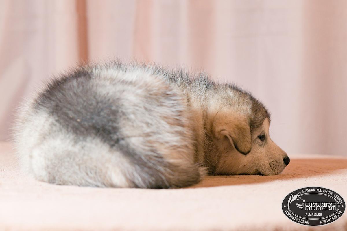 SIYANIYE ALASKI ARCTIC WOLF/AMANK ENISEY ZERULA