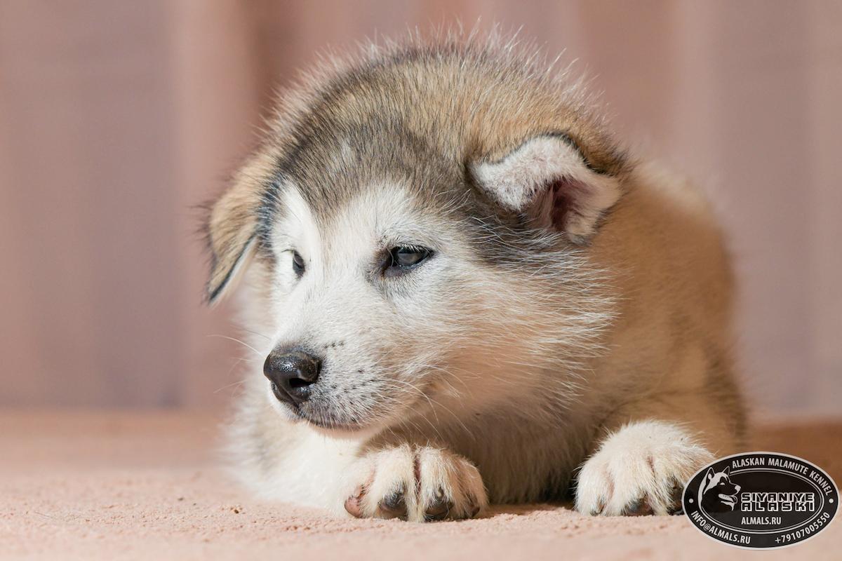 SIYANIYE ALASKI ARCTIC WOLF/AMANK ENISEY ZERULA