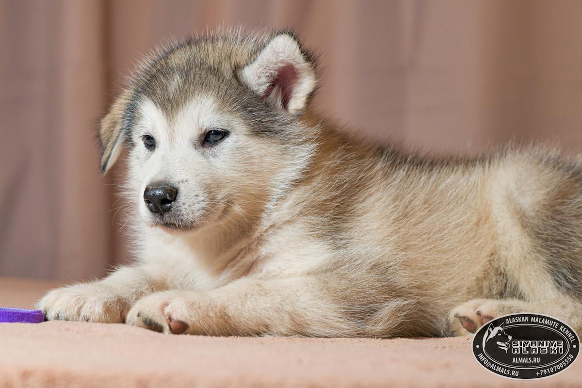 SIYANIYE ALASKI ARCTIC WOLF/AMANK ENISEY ZERULA