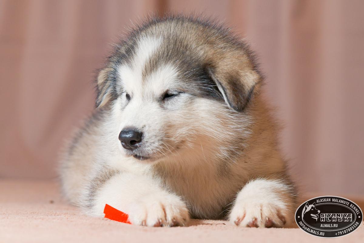 SIYANIYE ALASKI ARCTIC WOLF/AMANK ENISEY ZERULA