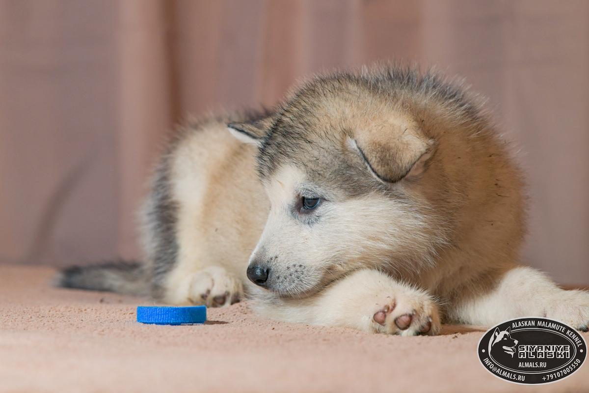 SIYANIYE ALASKI ARCTIC WOLF/AMANK ENISEY ZERULA