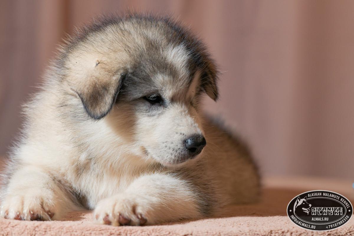 SIYANIYE ALASKI ARCTIC WOLF/AMANK ENISEY ZERULA