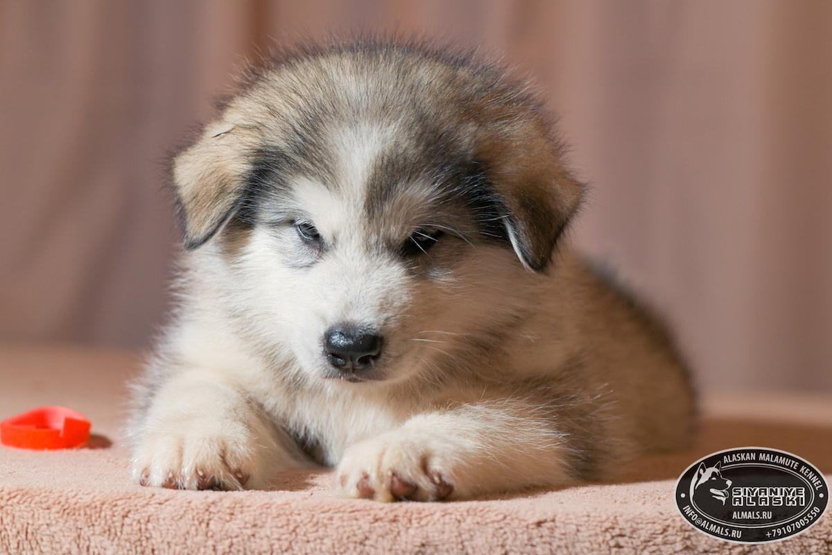 SIYANIYE ALASKI ARCTIC WOLF/AMANK ENISEY ZERULA