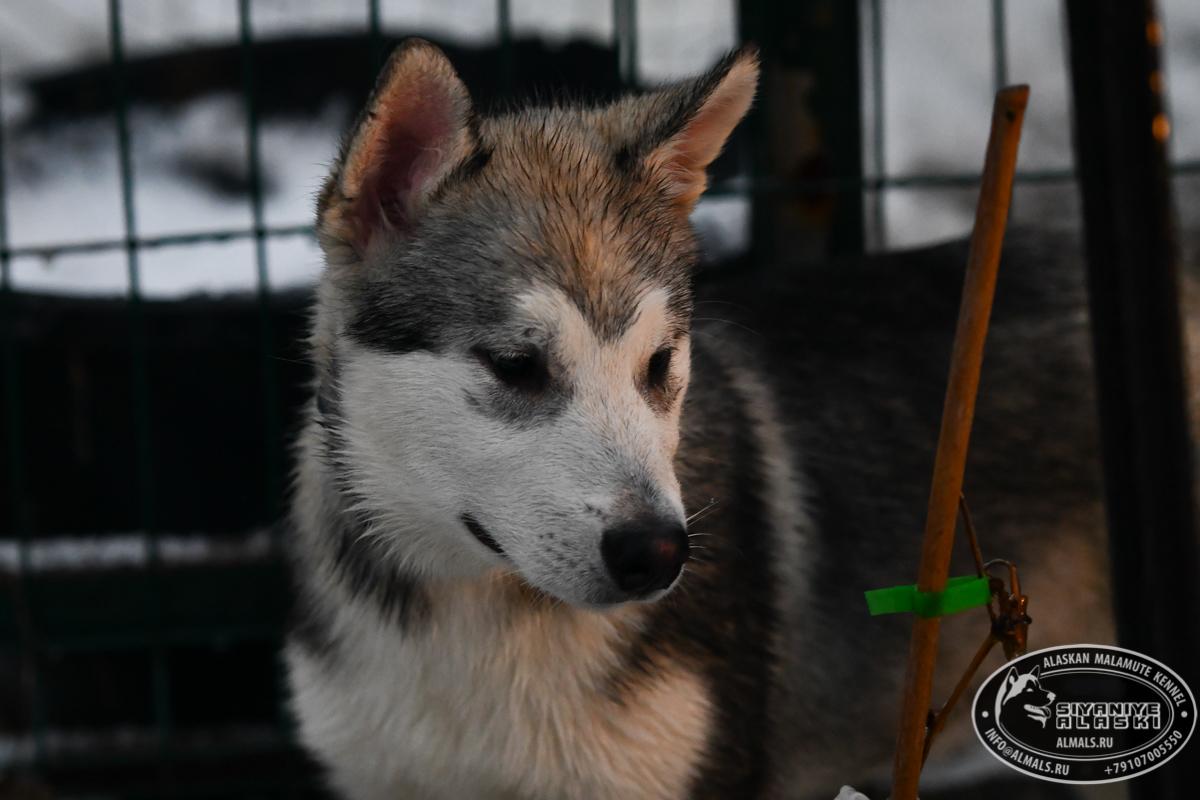 SIYANIYE ALASKI ARCTIC WOLF/AMANK ENISEY ZERULA