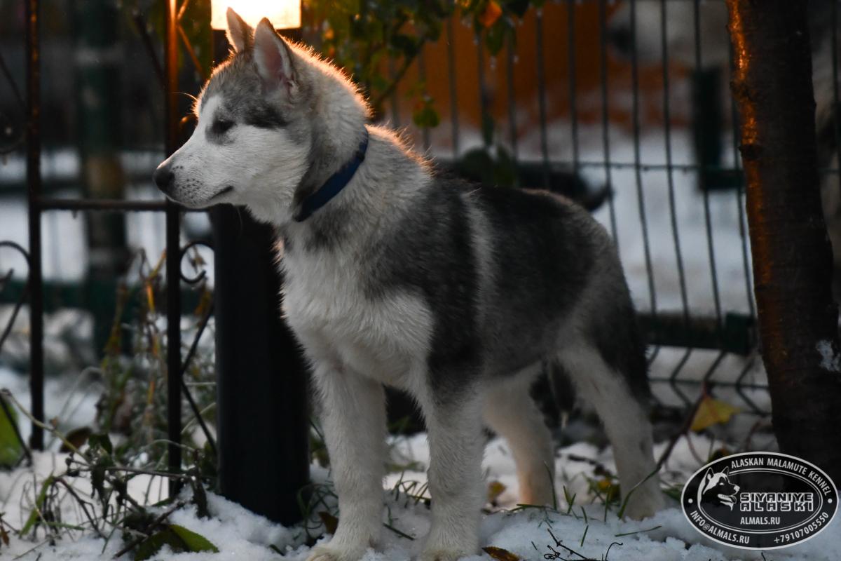 SIYANIYE ALASKI ARCTIC WOLF/AMANK ENISEY ZERULA