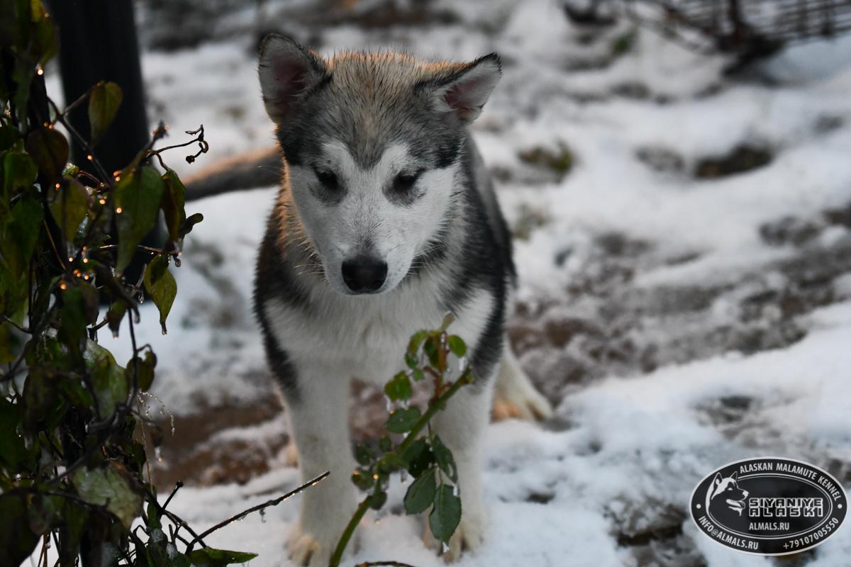 SIYANIYE ALASKI ARCTIC WOLF/AMANK ENISEY ZERULA