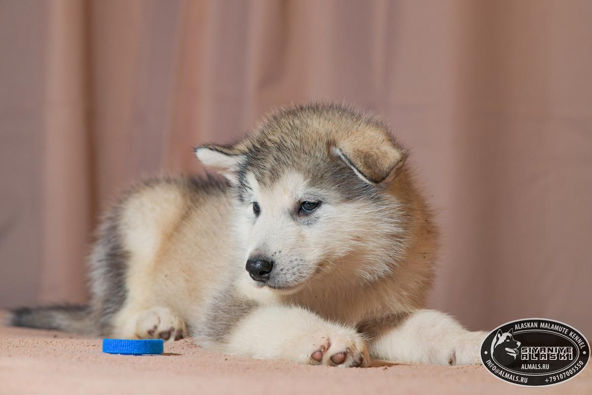 SIYANIYE ALASKI ARCTIC WOLF/AMANK ENISEY ZERULA