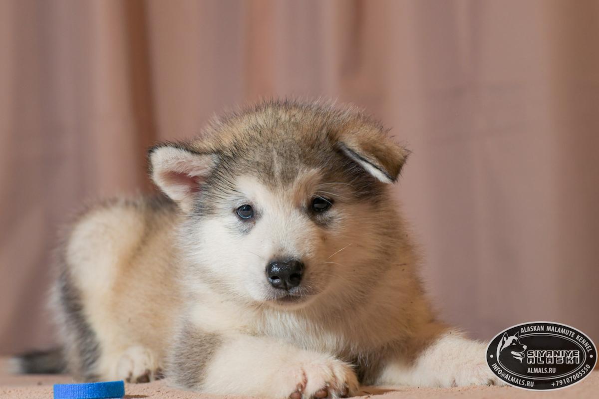 SIYANIYE ALASKI ARCTIC WOLF/AMANK ENISEY ZERULA