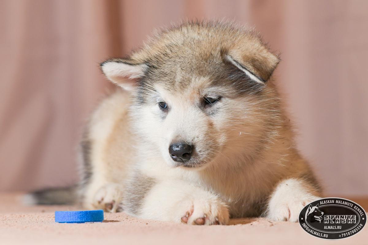 SIYANIYE ALASKI ARCTIC WOLF/AMANK ENISEY ZERULA