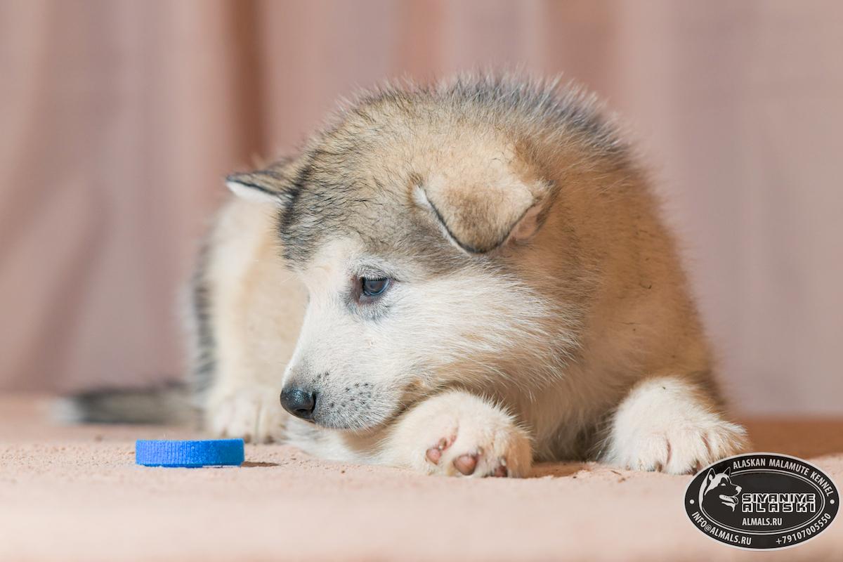 SIYANIYE ALASKI ARCTIC WOLF/AMANK ENISEY ZERULA